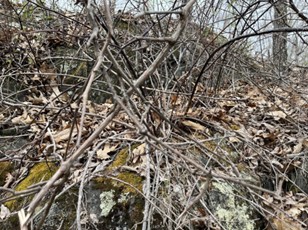 In March, 2023, we saw that the basal oil/triclopyr ester had worked! The large barberry, multiflora and bittersweet were dead, hooray!