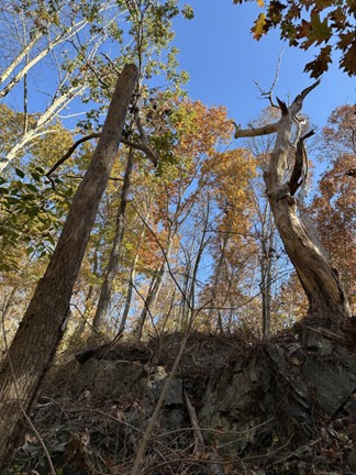 No volunteer wanted to work on this steep scree area with 5 feet high poison ivy shoots pointing up everywhere. It was the last area treated so as to also avoid reptiles living on the west facing cliff!