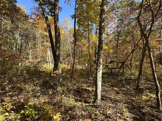Another surprise was that you could now see through the forest as tall buckthorn, multiflora and winged euonymus were gone. There is much more work to be done, but on a much smaller scale and now in a lovely forest.
