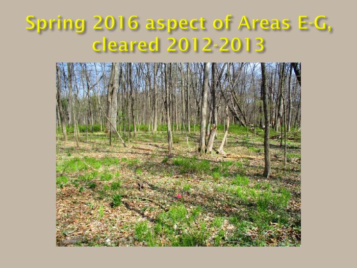Spring 2016 aspect of Areas E-G, cleared 2012-2013