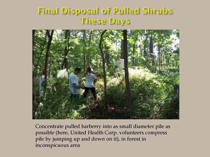 Final disposal of pulled shrubs these days