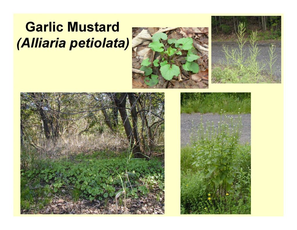 Garlic Mustard (Alliaria petiolata)