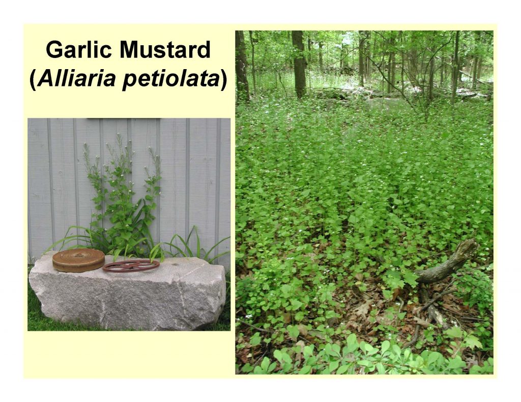 Garlic Mustard (Alliaria petiolata)