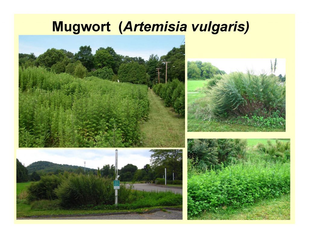 Mugwort (Artemisia vulgaris)