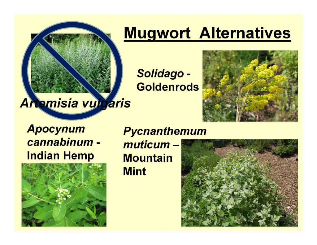 Mugwort Alternatives