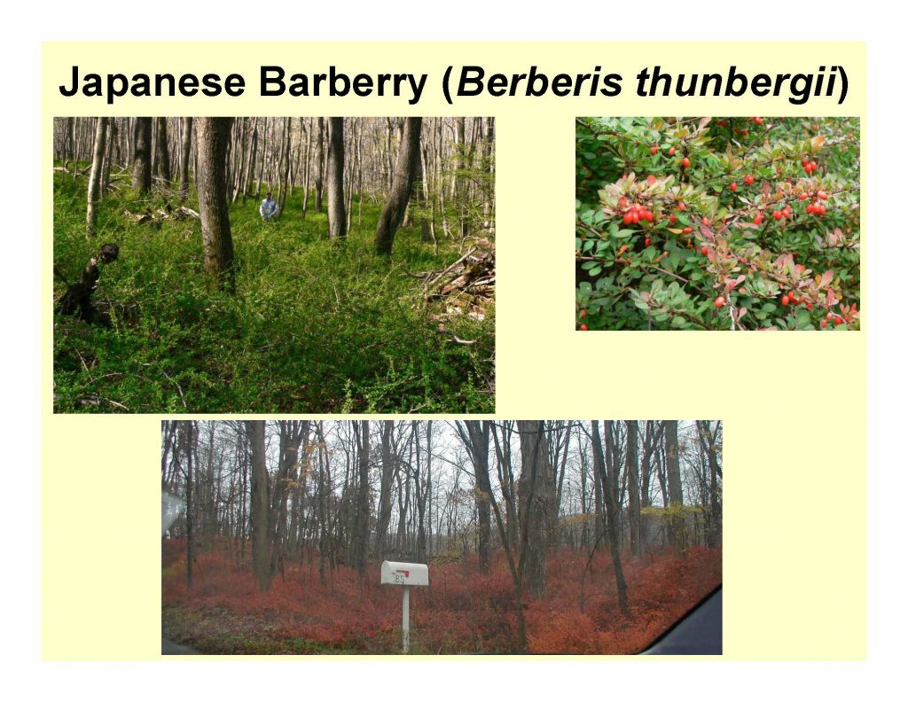 Japanese Barberry (Berberis thunbergii)