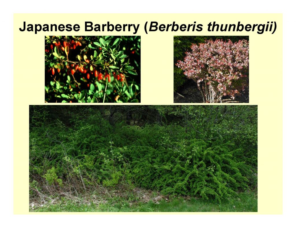 Japanese Barberry (Berberis thunbergii)