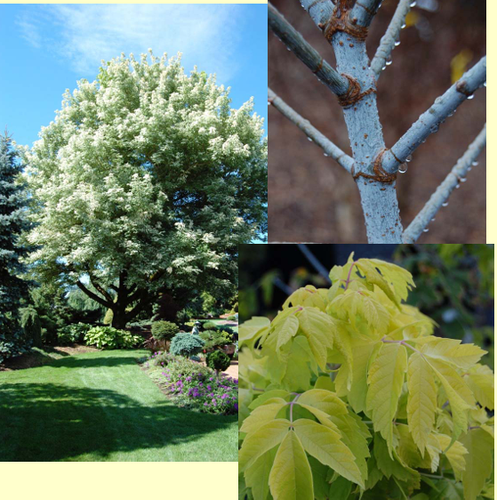 Acer negundo cvs. Boxelder