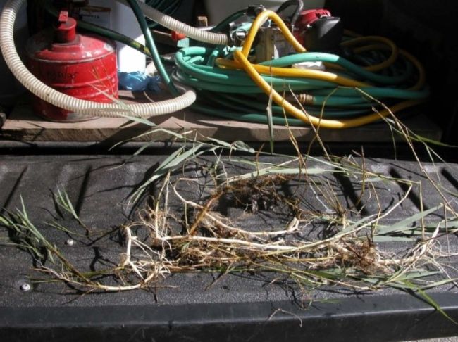 Young Phragmites found at Lake Terramuggus in Marlborough in sandy area