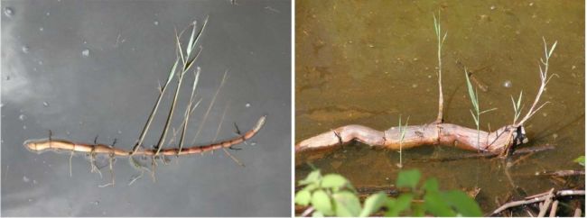 Phragmites can spread by rhizomes and stems