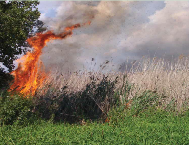 Phragmites Fire
