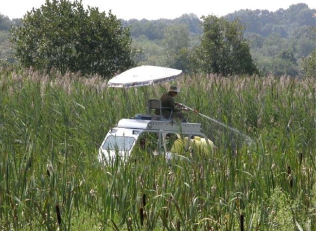 Phragmites spraying at CT Audubon Property in Ashford