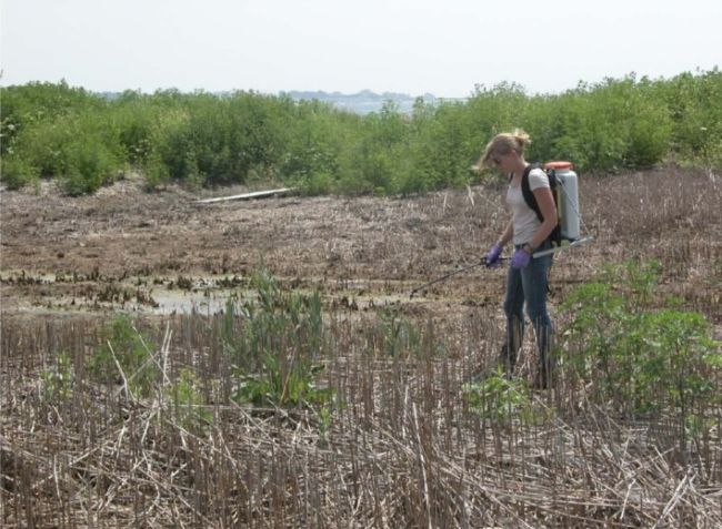 Phragmites spraying by backpack