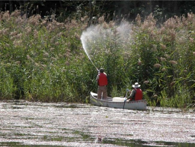 Phragmites spraying by canoe at National Audubon in Sharon