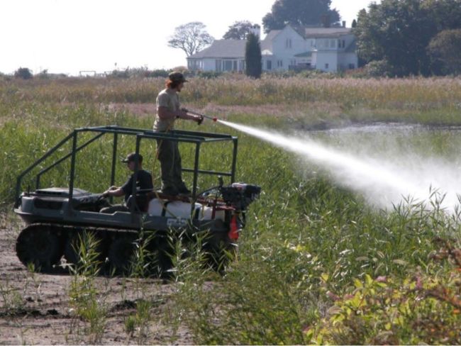 Phragmites spraying by the WHAMM Program crew at Fenwick