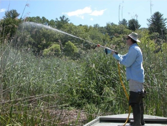Phragmites spraying by boat at Joshua Creek in Lyme