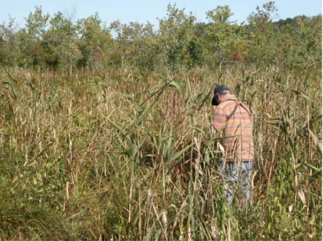 Native Phragmites is in several locations on the CT River, on Selden Island