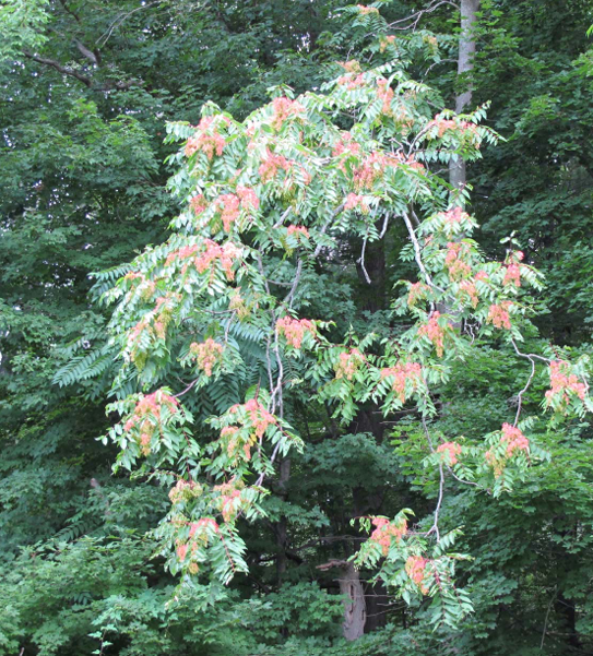 Tree-of-heaven (Ailanthus altissima)