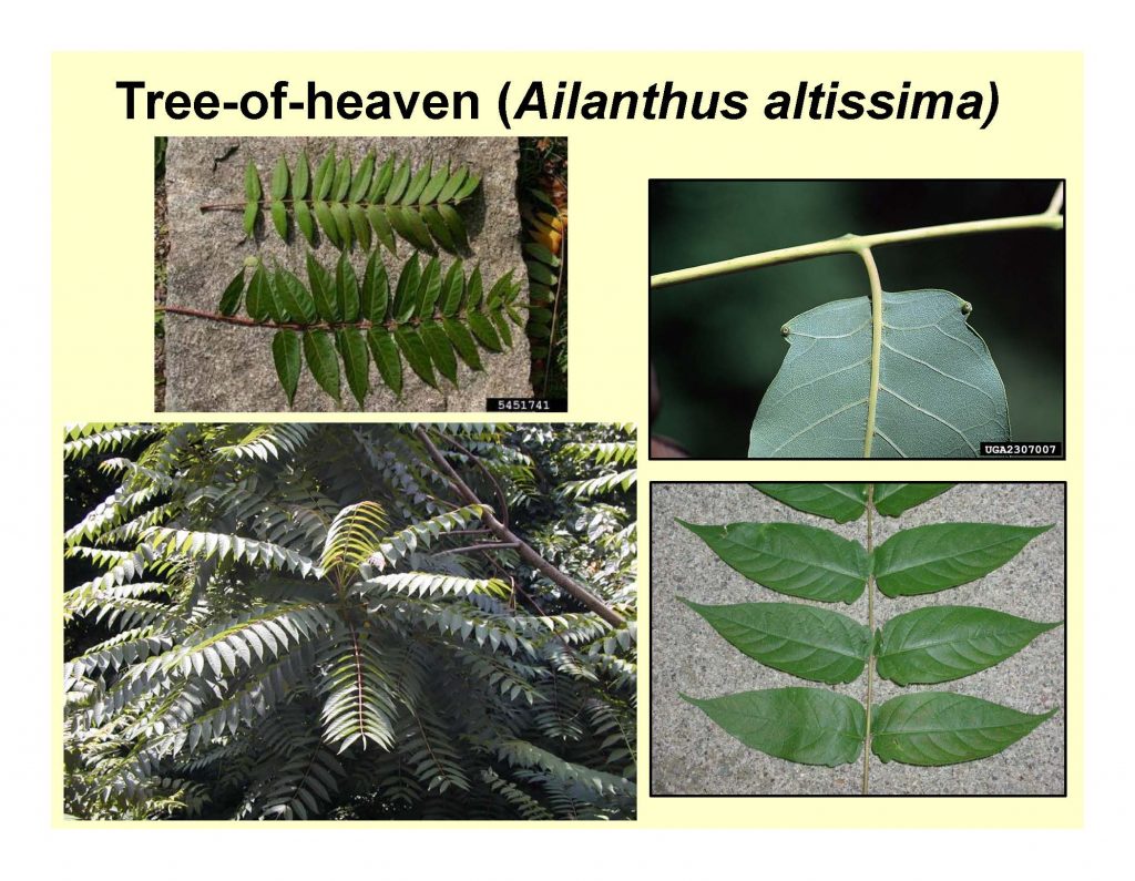 Tree of heaven
