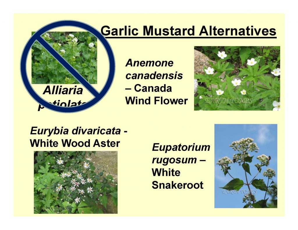 Garlic Mustard Alternatives