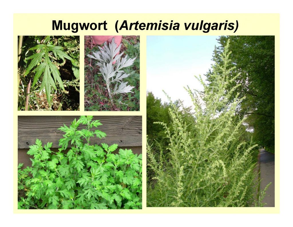 Mugwort (Artemisia vulgaris)