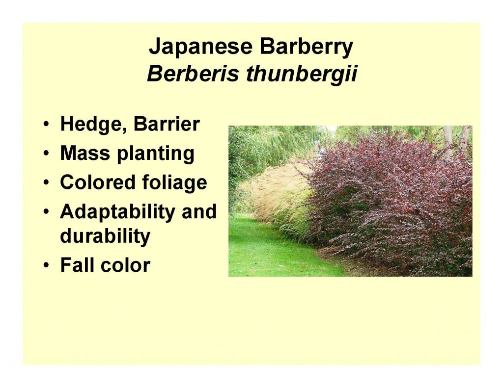 Japanese Barberry Berberis thunbergii