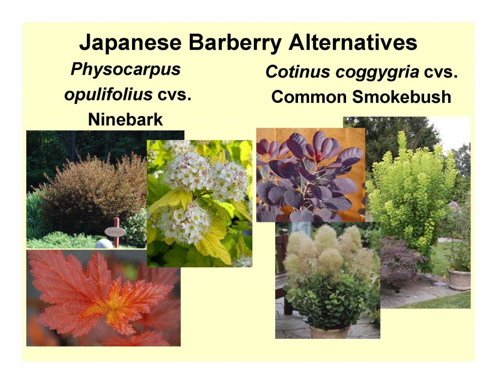 Japanese Barberry Alternatives