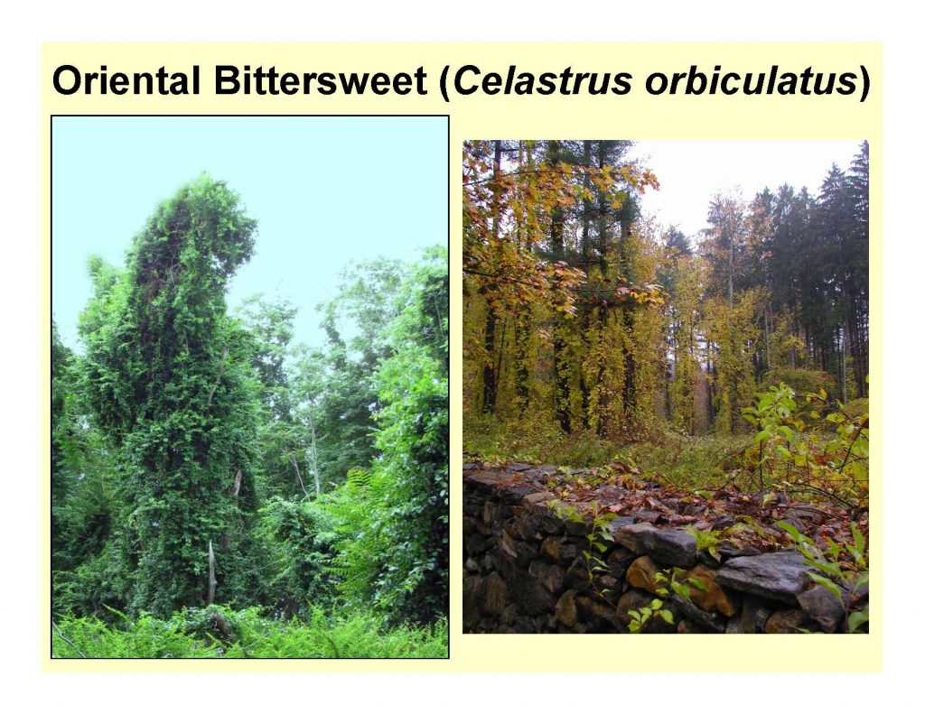 Oriental Bittersweet (Celastrus orbiculatus)