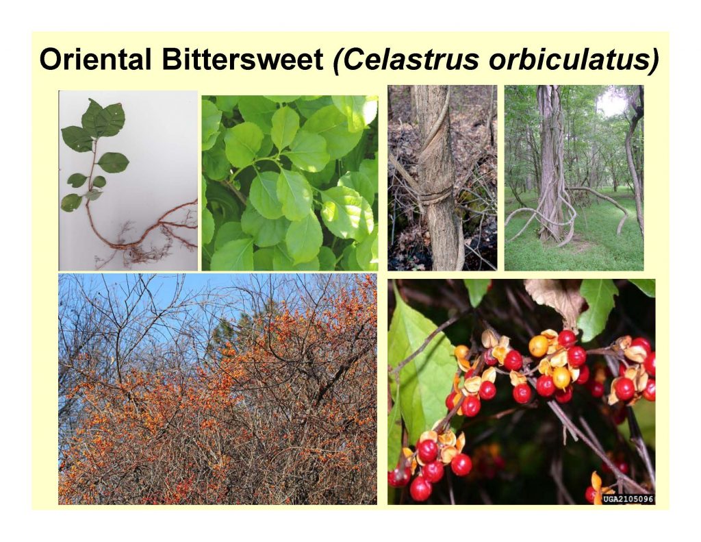 Oriental Bittersweet (Celastrus orbiculatus)