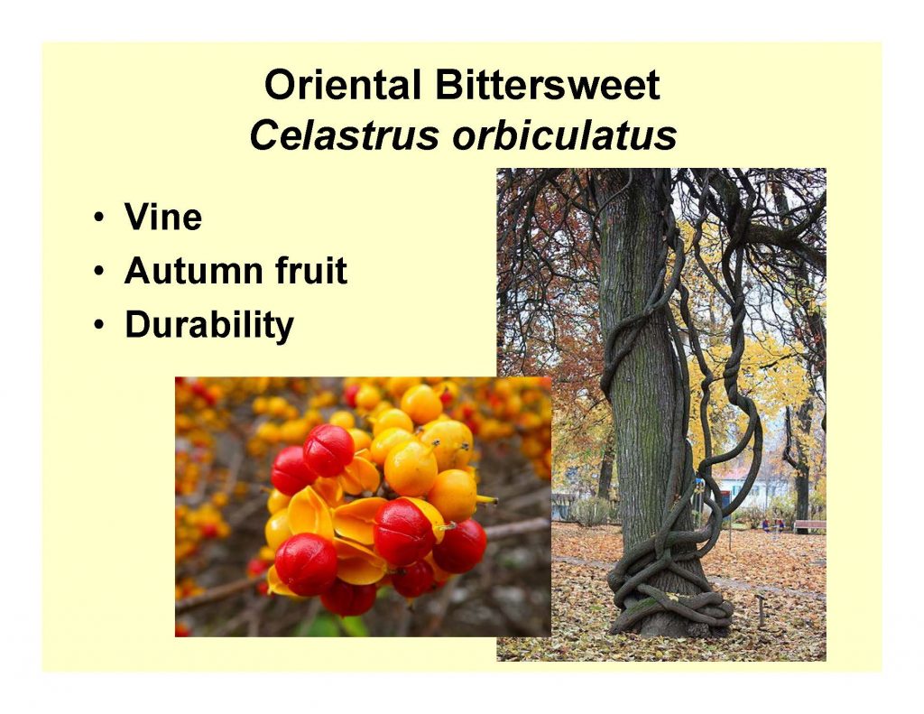 Oriental Bittersweet Celastrus orbiculatus