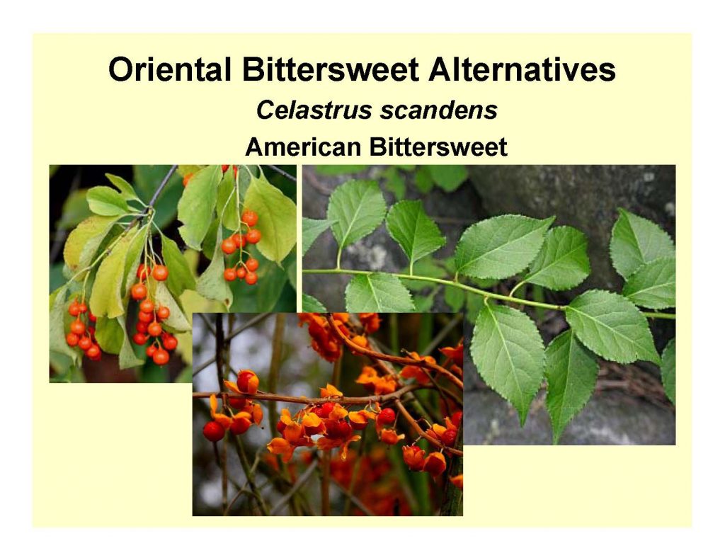 Oriental Bittersweet Alternatives