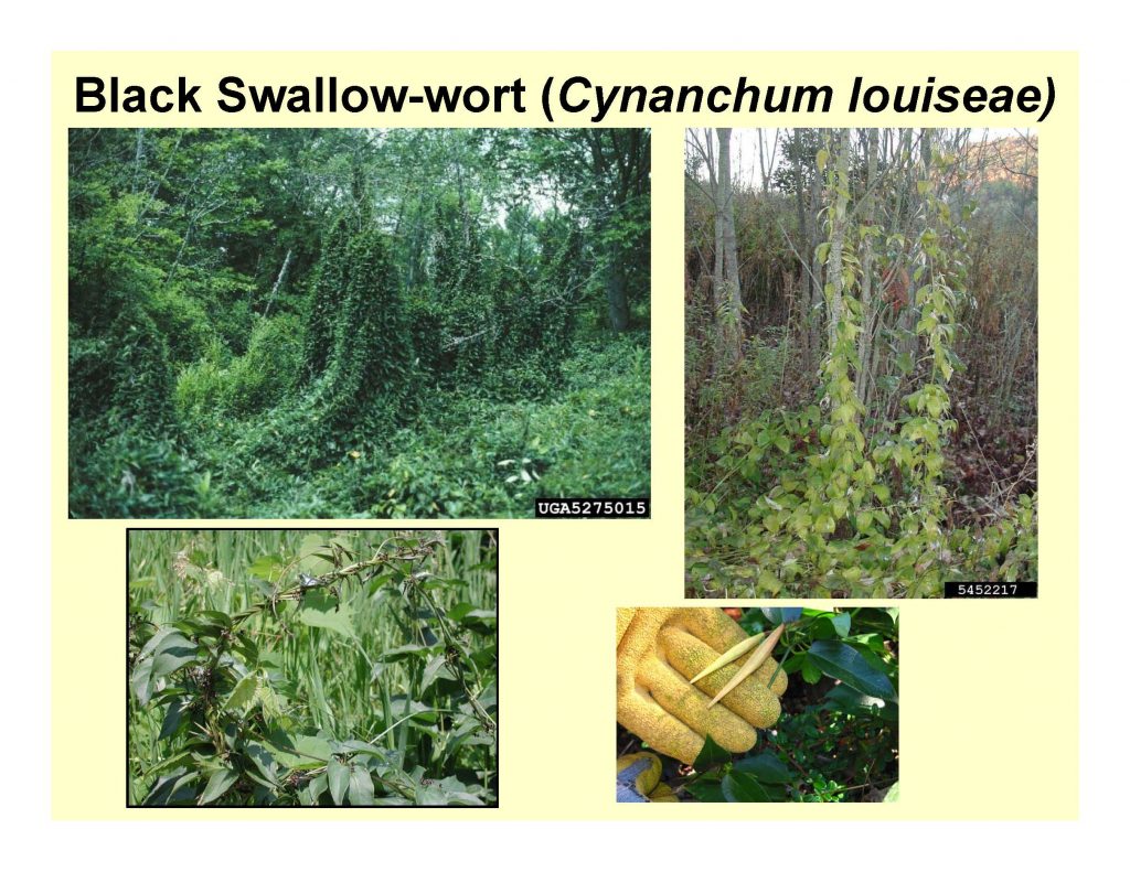 Black Swallowwort (Cynanchum louiseae)