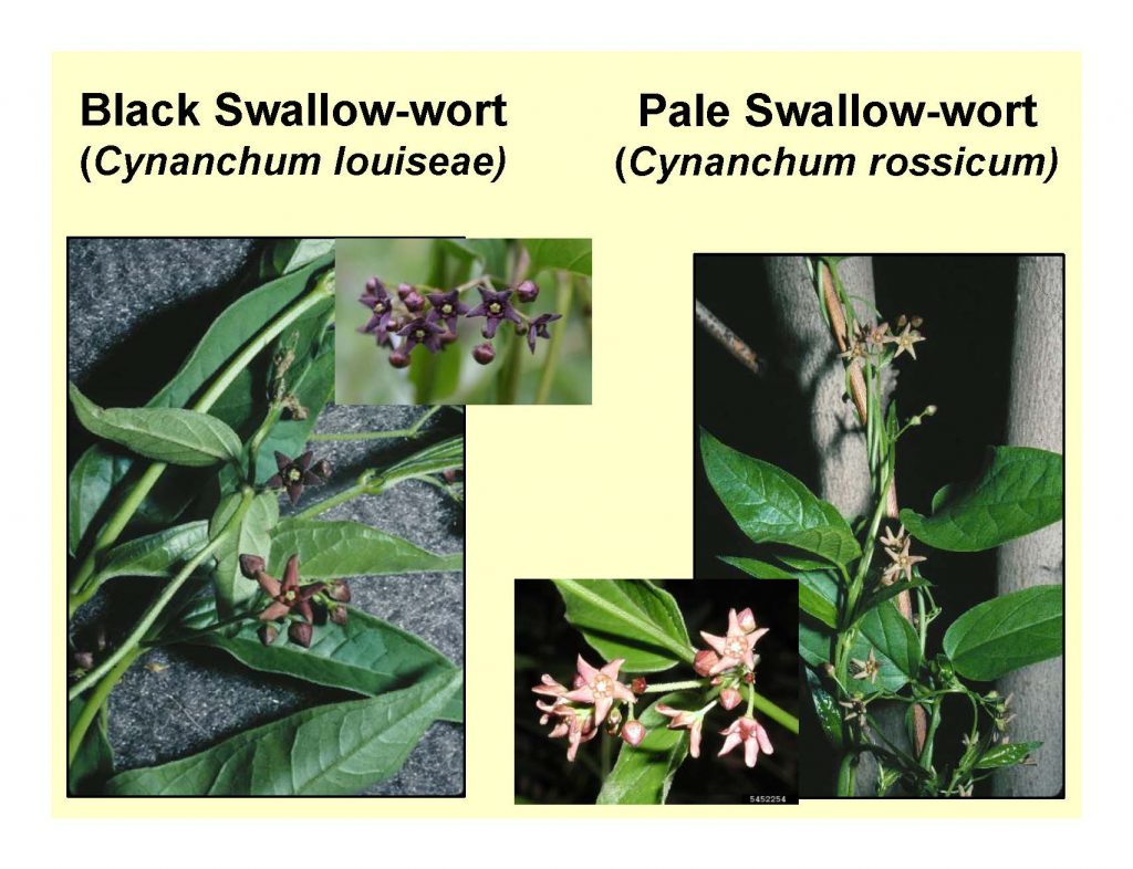 Black Swallow-wort (Cynanchum louiseae) and Pale Swallow-wort (Cynanchum rossicum)