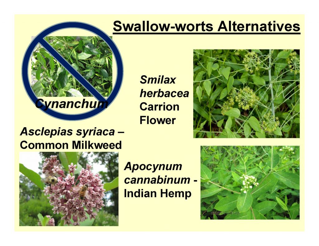 Swallow-worts Alternatives
