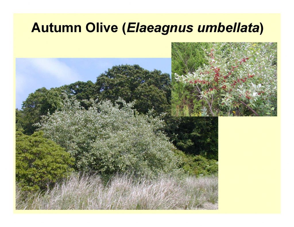 Autumn Olive (Elaeagnus umbellata)