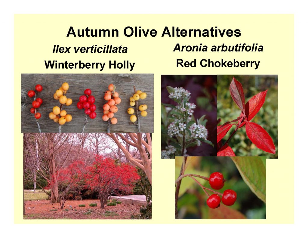 Autumn Olive Alternatives
