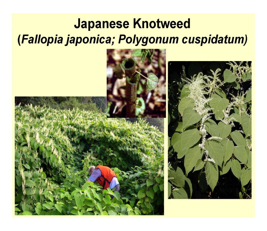 Japanese Knotweed 