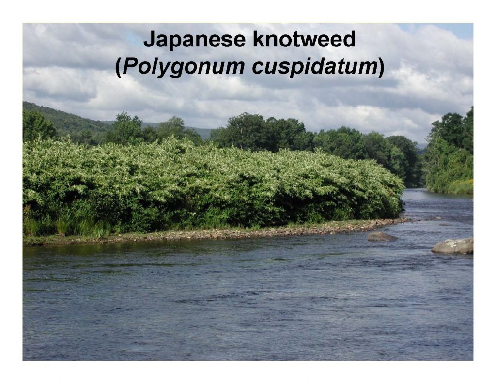 Japanese knotweed (Polygonum cuspidatum)