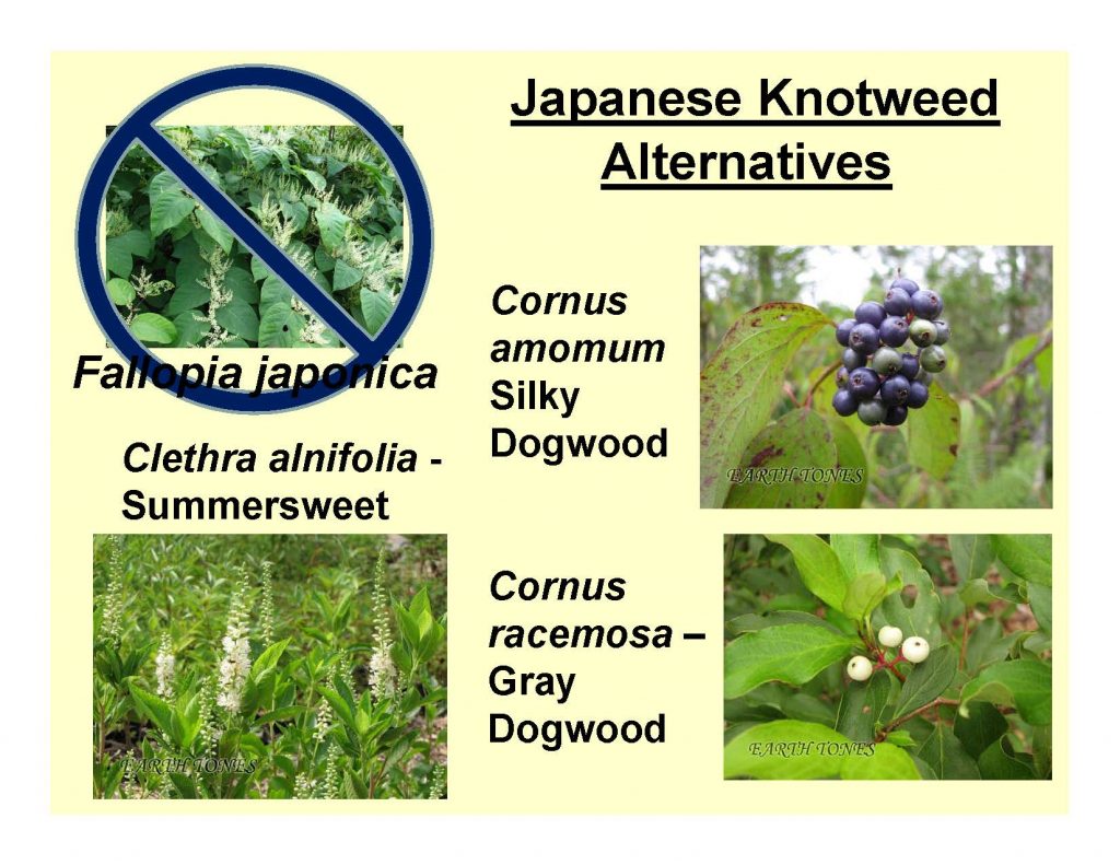 Japanese Knotweed Alternatives