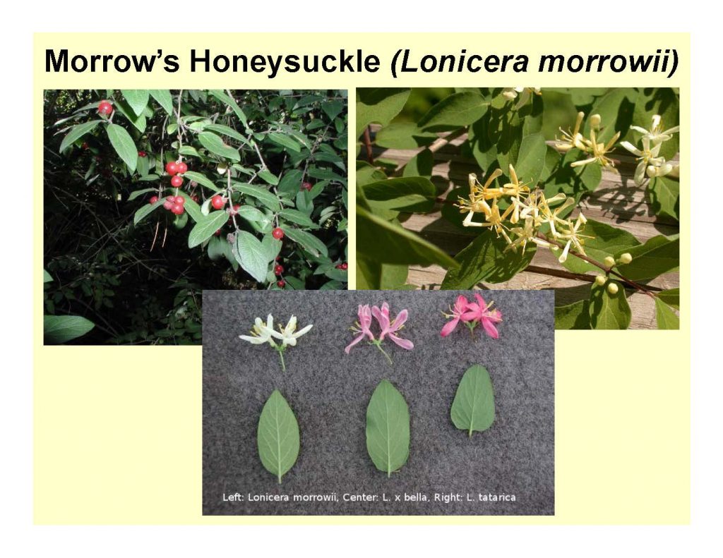 Morrow’s Honeysuckle (Lonicera morrowii) 