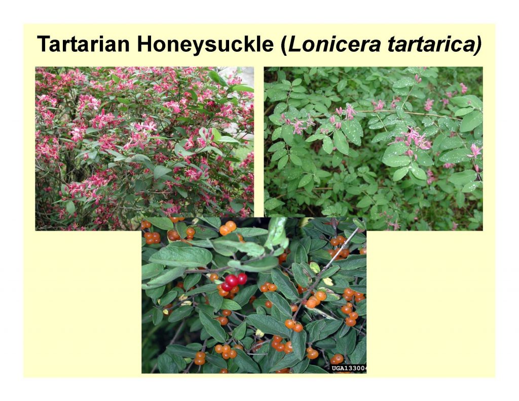 Morrow’s Honeysuckle (Lonicera morrowii) 