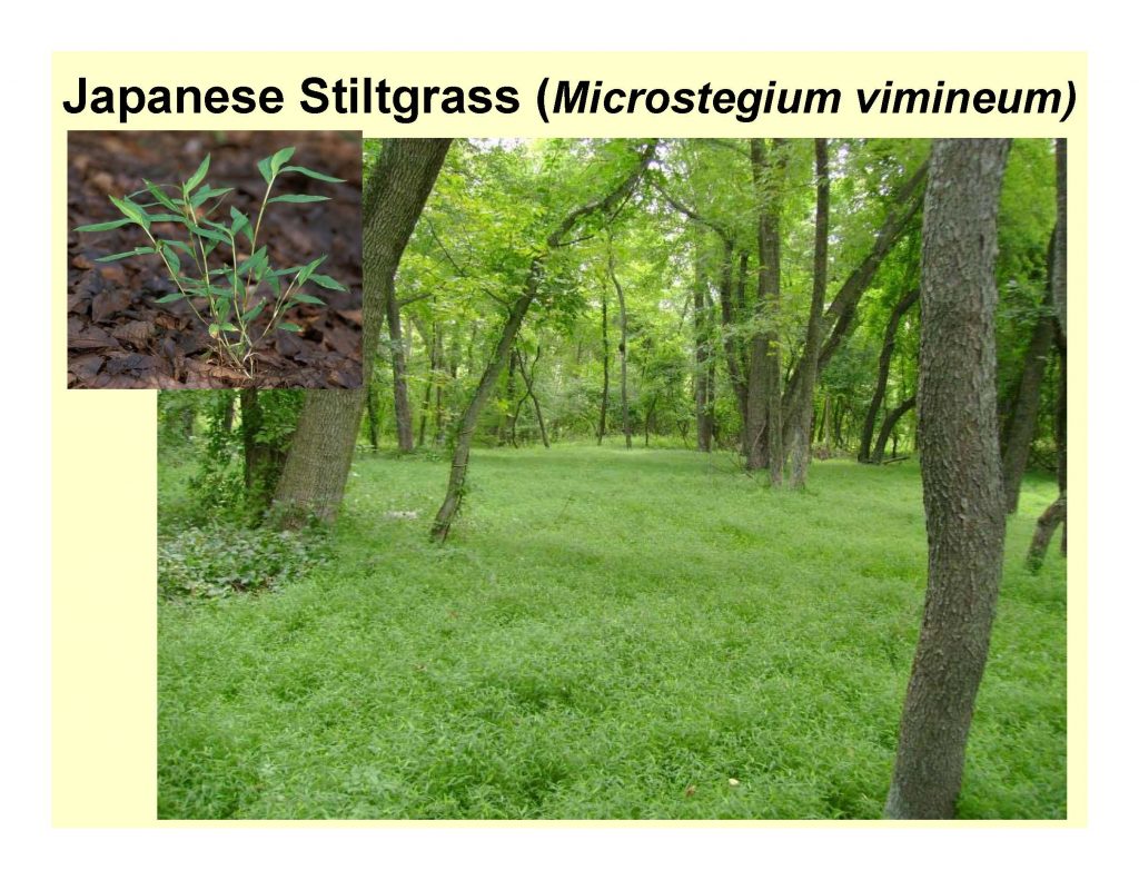 Japanese Stiltgrass (Microstegium vimineum)