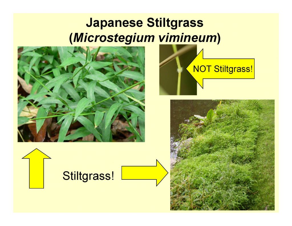 Japanese Stiltgrass (Microstegium vimineum)