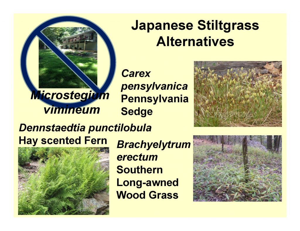 Japanese Stiltgrass Alternatives