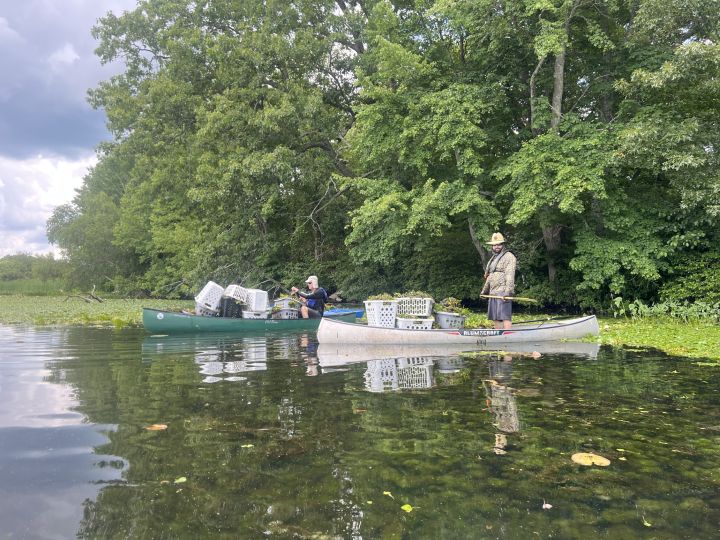 water chestnut pulling event - 14 participants that ended up removing around 40 full laundry baskets of water chestnut plants for upland dewatering and safe disposal.  Eagleville Lake 