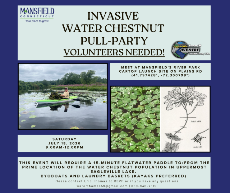 water chestnut flyer